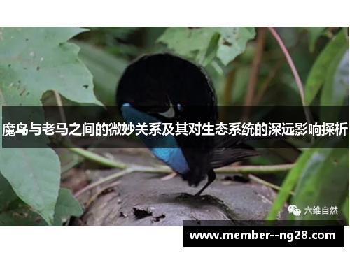 魔鸟与老马之间的微妙关系及其对生态系统的深远影响探析 魔鸟与老马之间的微妙关系及其对生态系统的深远影响探析